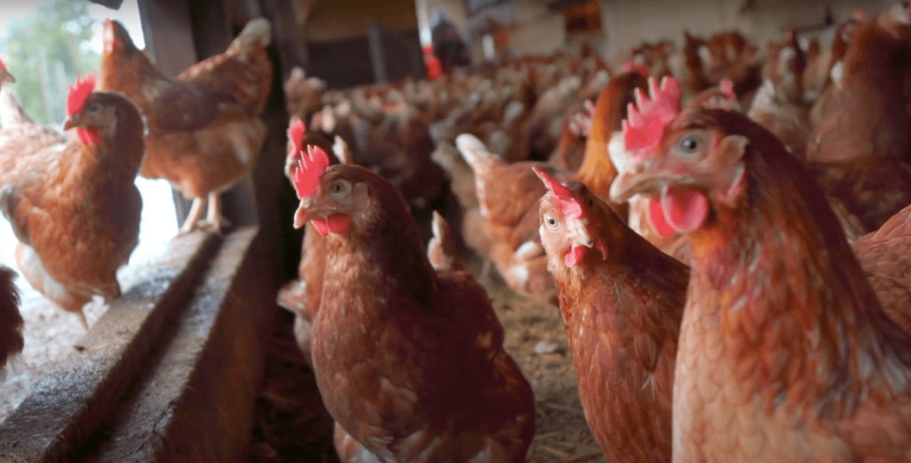 Wood Farm chickens