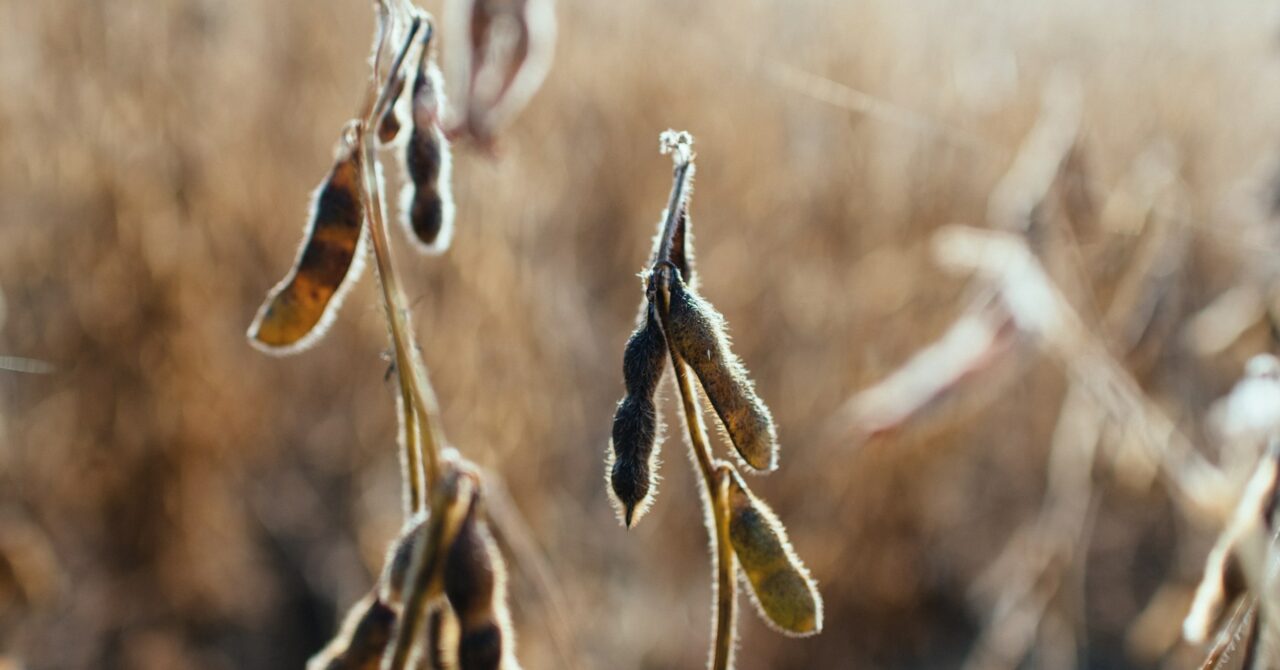 Soy feed vs. insect feed for poultry.